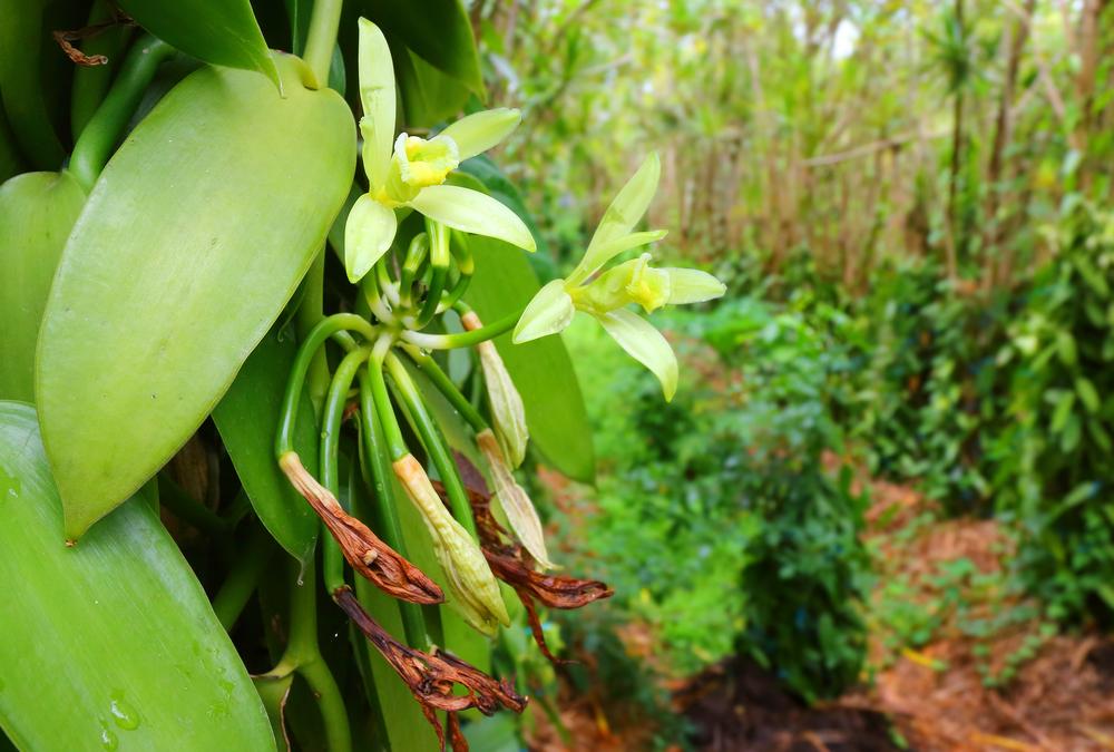 Vanilla shortage creates complicated problem