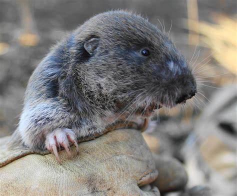 Thomomys mazama yelmensis