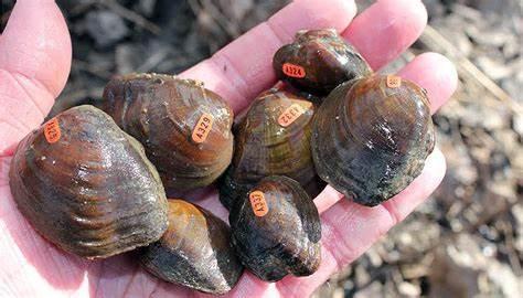 Epioblasma obliquata obliquata