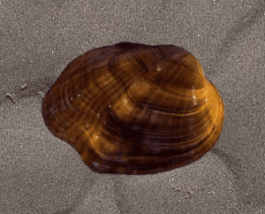 Epioblasma turgidula
