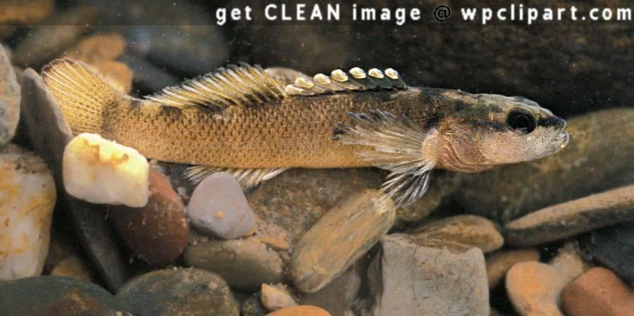 Etheostoma percnurum