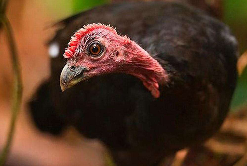 Critically endangered Waigeo brush-turkey captured on video for the first time
