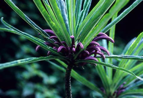 Cyanea kuhihewa