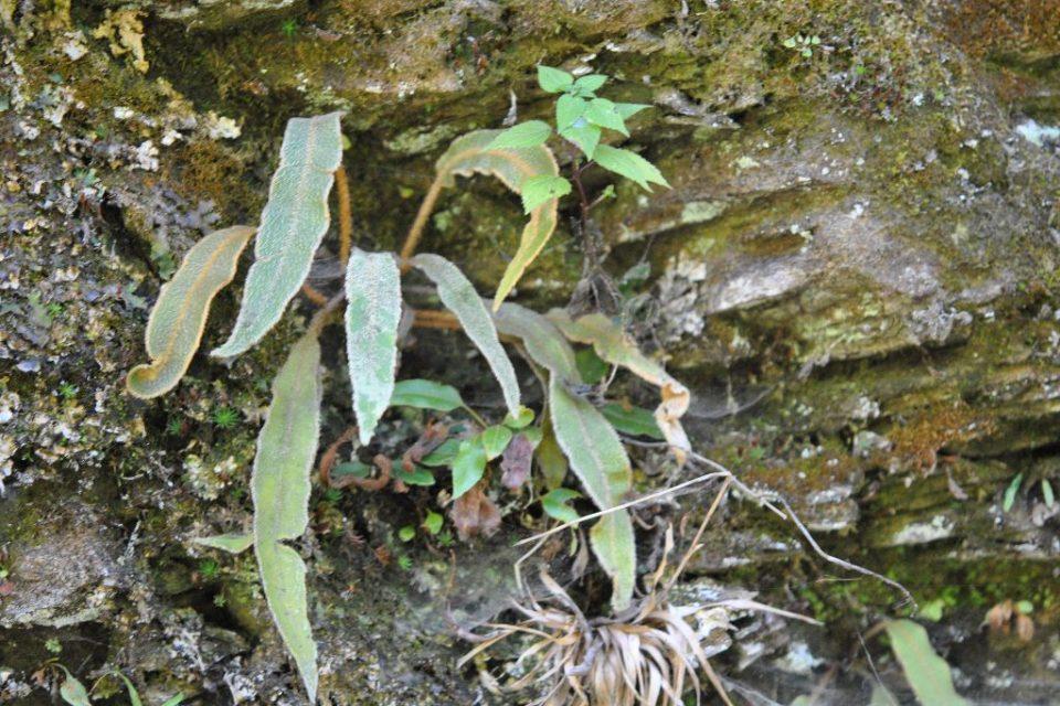 Elaphoglossum serpens