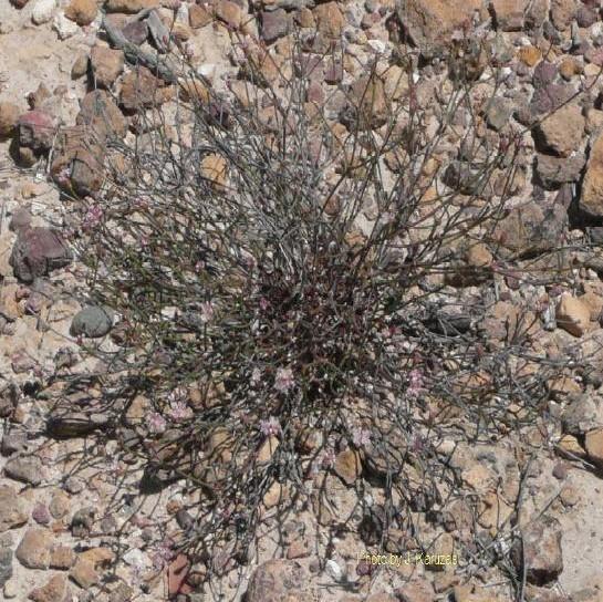 Eriogonum apricum (incl. var. prostratum)