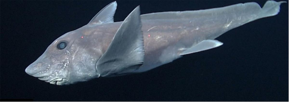 Scientists capture rare video of a ghost shark