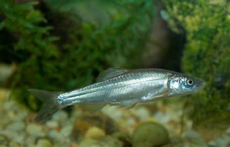 Plagopterus argentissimus