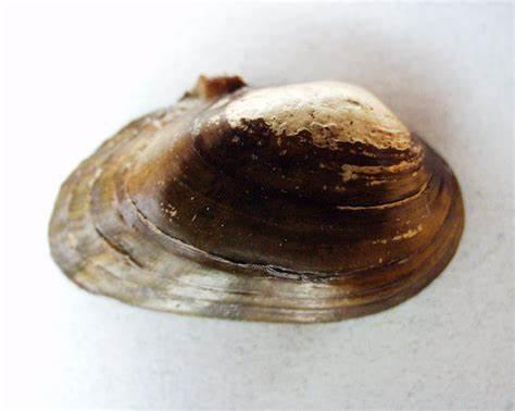 Villosa trabalis