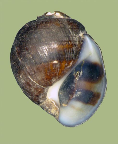 Athearnia anthonyi