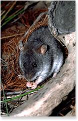 Xeromys myoides