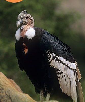 Vultur gryphus