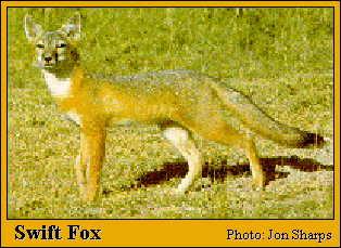 Vulpes velox hebes