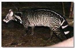 Viverra civettina (=megaspila c.)