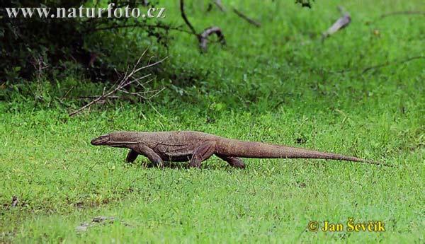 Varanus bengalensis