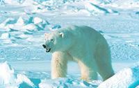 Ursus maritimus