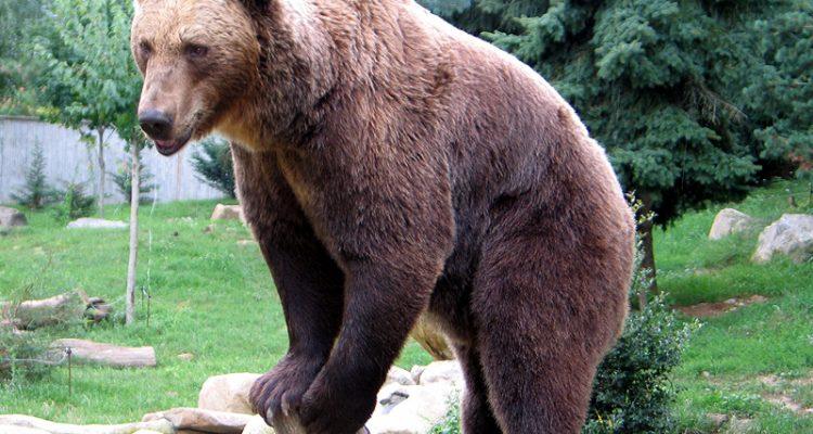 Ursus arctos pruinosus