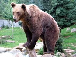 Ursus arctos arctos