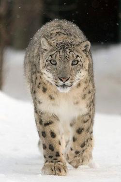 Uncia (=Panthera) uncia