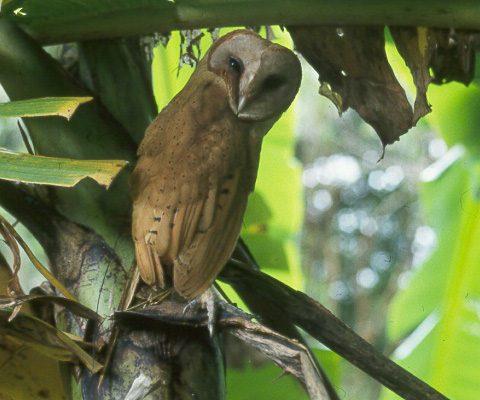 Tyto soumagnei