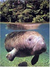 Trichechus senegalensis