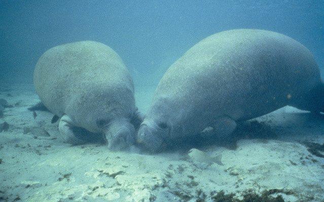Trichechus manatus