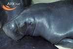 Trichechus inunguis