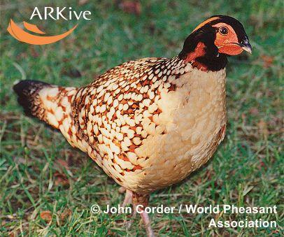 Tragopan caboti