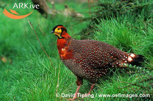 Tragopan blythii