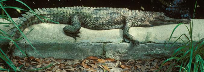 Tomistoma schlegelii
