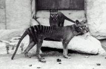 Thylacinus cynocephalus