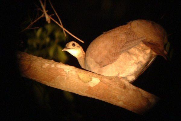 Tinamus solitarius