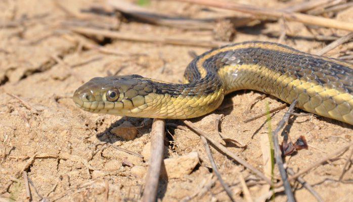 Thamnophis gigas