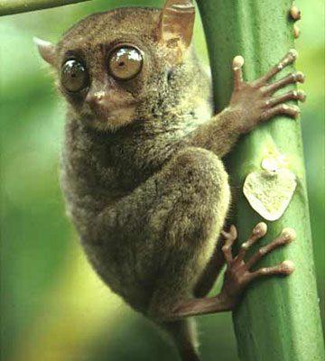 Tarsius syrichta