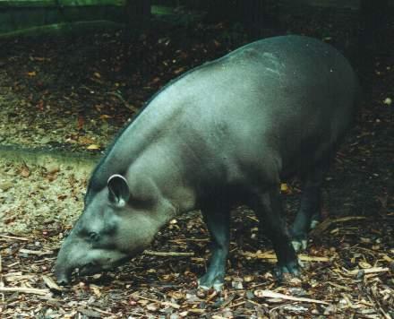 Tapirus terrestris