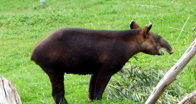 Tapirus pinchaque