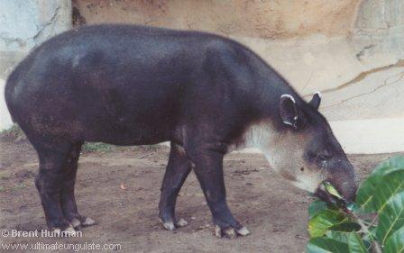 Tapirus bairdii