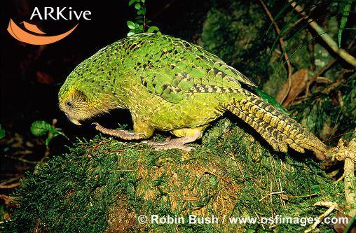 Strigops habroptilus