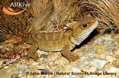 Sphenodon guntheri