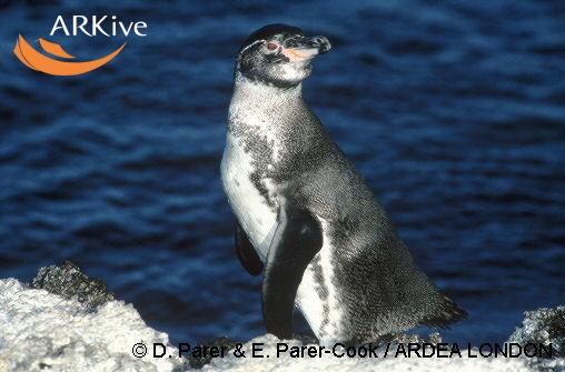 Spheniscus mendiculus