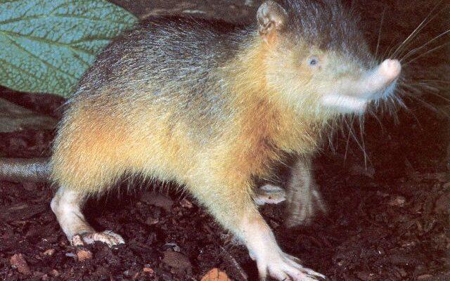 Solenodon paradoxus