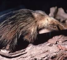 Solenodon cubanus