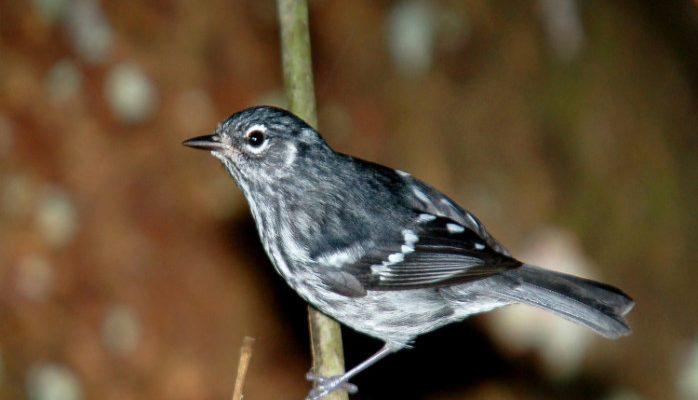 Setophaga angelae