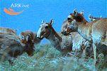 Saiga tatarica mongolica
