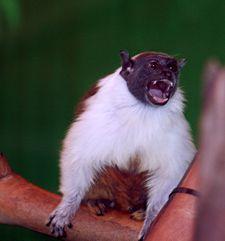 Saguinus bicolor