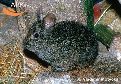 Romerolagus diazi