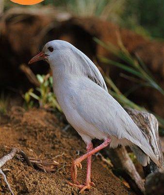 Rhynochetos jubatus