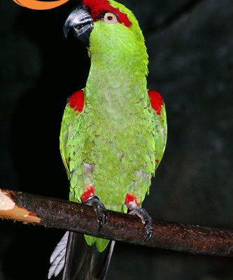 Rhynchopsitta pachyrhyncha