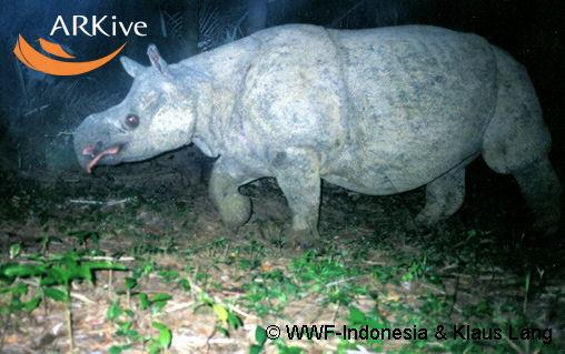 Rhinoceros sondaicus