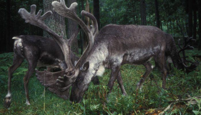 Rangifer tarandus caribou