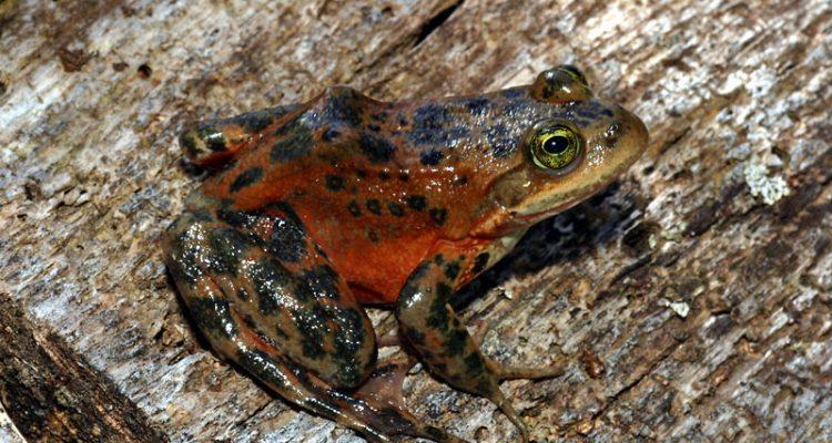 Rana pretiosa